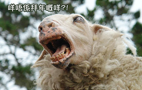 羊羊得意拜年