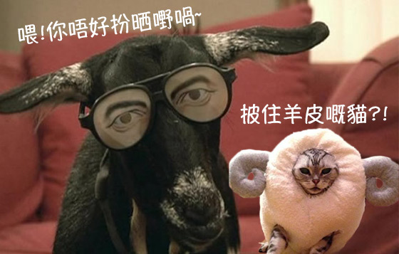羊羊得意拜年