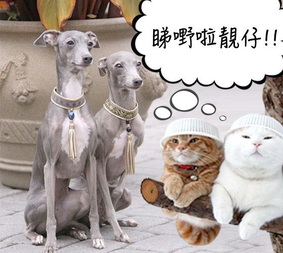 人家寵物情侶也懂得配同樣item= =
