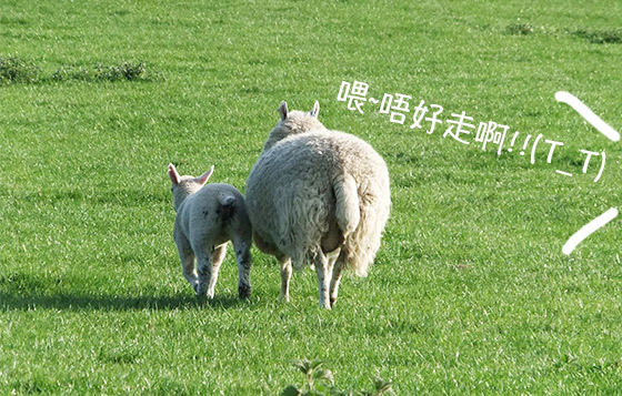 羊羊得意拜年