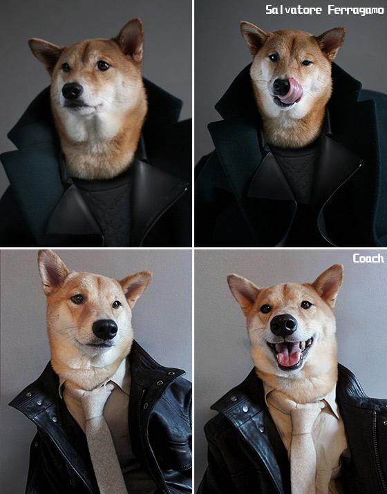 美國潮模「Menswear Dog」菩提曾為多個時尚品牌擔任model,包括Salvatore Ferragamo和Coach。 美國潮模「Menswear Dog」菩提曾為多個時尚品牌擔任model,包括Salvatore Ferragamo和Coach。