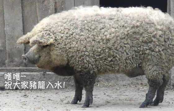 羊羊得意拜年