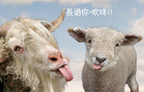 羊羊得意拜年