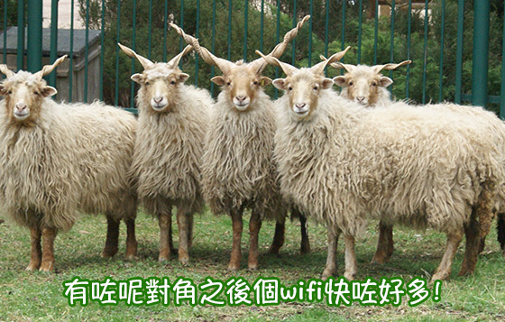 羊羊得意拜年