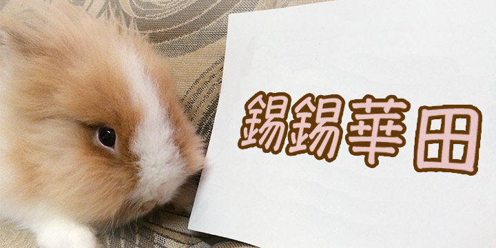 錫錫華田：愛上毛茸茸的牠