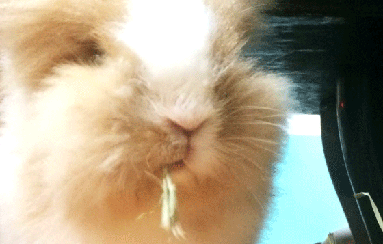 我係食草架！