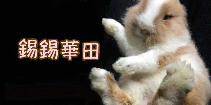 親親華田：外形似貓  行為似狗