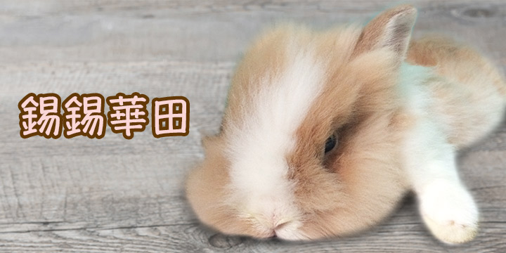 錫錫華田：爛玩小兔
