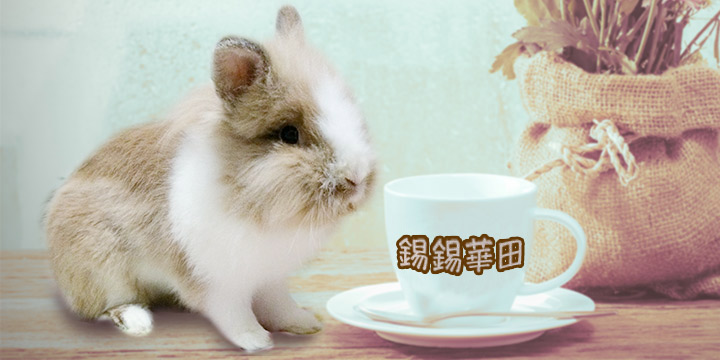 鍚錫華田：佢開始鹹濕啦