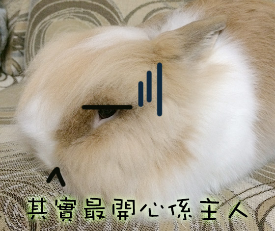 兔在2902的日子：估佢唔到百變Chok