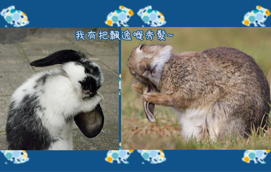 搞搞震復活兔派對