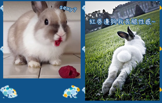 搞搞震復活兔派對