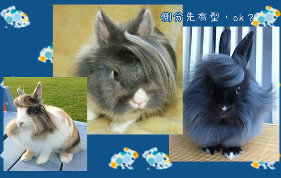搞搞震復活兔派對