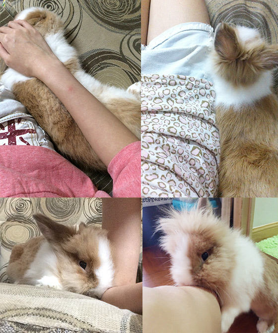癡心情長兔:(
