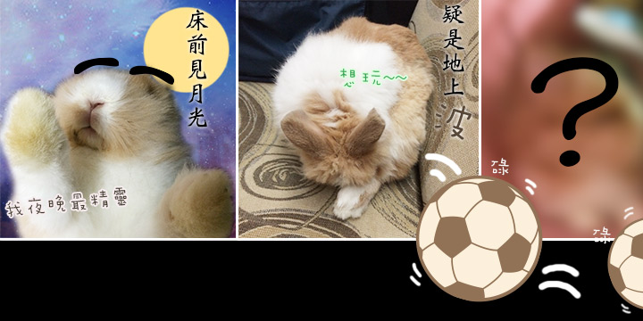 兔在2902的日子：華田的那首詩