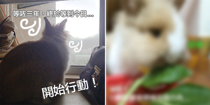 兔在2902的日子：低能無間道