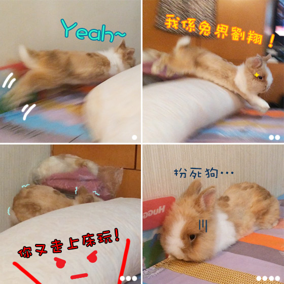 兔在2902的日子：勁過劉翔