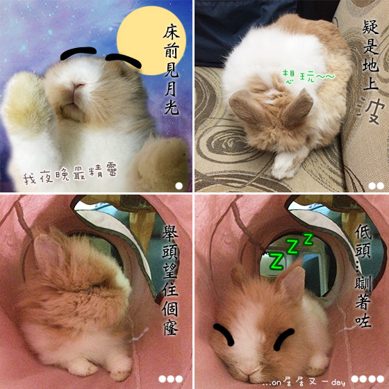 兔在2902的日子：華田的那首詩
