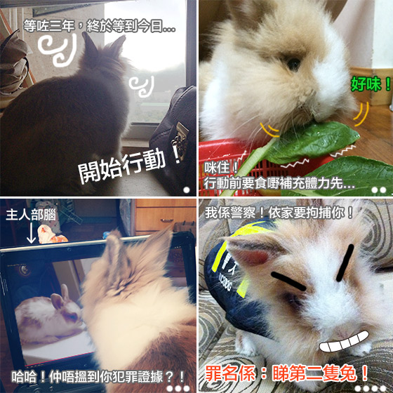 兔在2902的日子：低能無間道