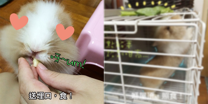 兔在2902的日子：開行turbo的食貨