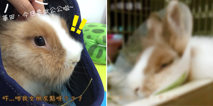 兔在2902的日子：失驚無神做咗公公呀！！