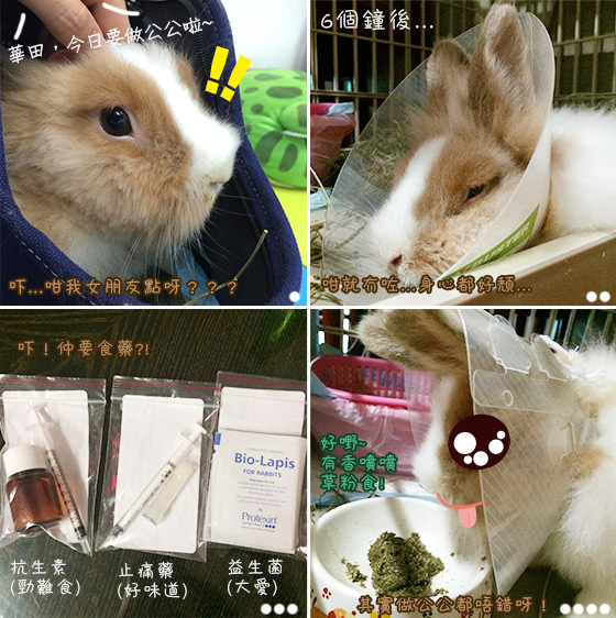 兔在2902的日子：失驚無神做咗公公呀！！