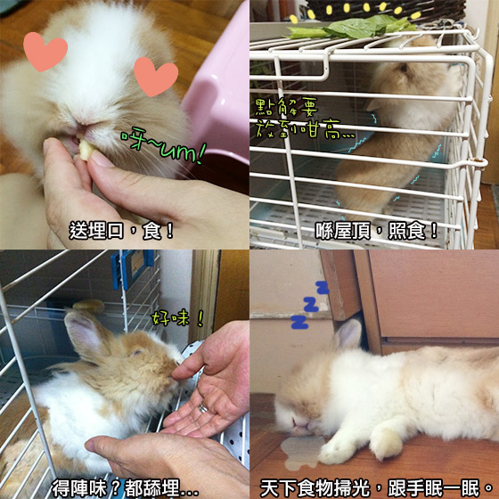 兔在2902的日子：開行turbo的食貨