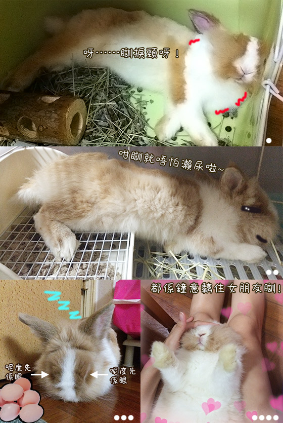 兔在2902的日子：最怕指甲箝怪