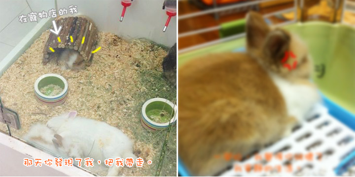 兔在2902的日子：情深說話想同佢講…