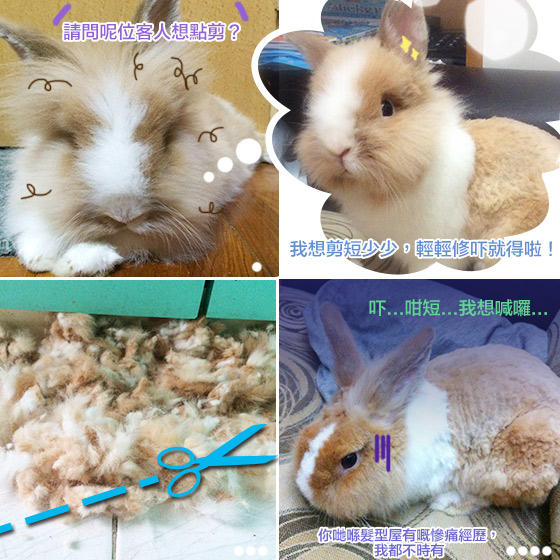 兔在2902的日子：我唔要剷青呀！！