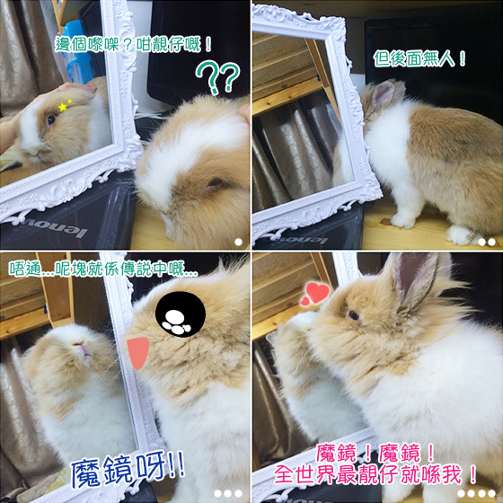 兔在2902的日子：魔鏡魔鏡邊隻兔最靚