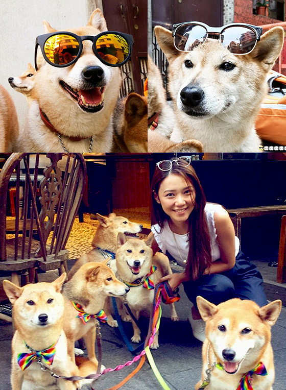 去上環同Chok爆柴犬影相