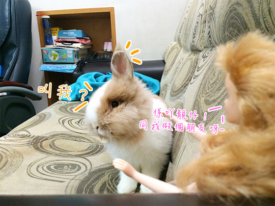 兔在2902的日子：遇上金髮美女