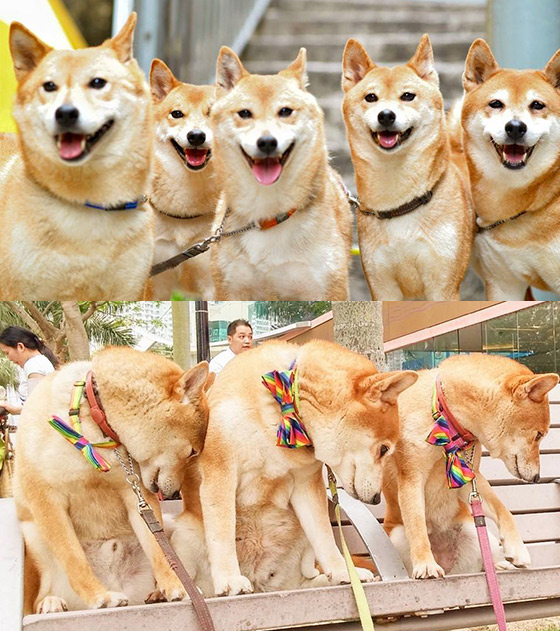 去上環同Chok爆柴犬影相