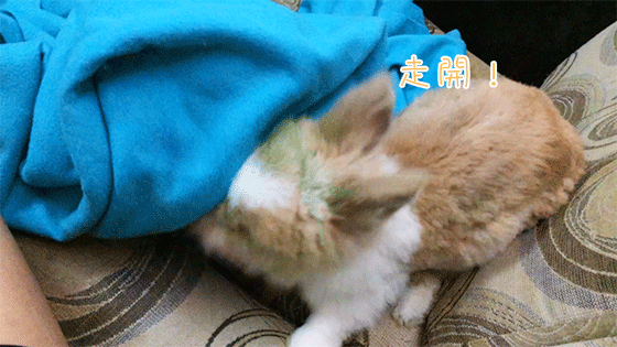 兔在2902的日子：唔容許有任何嘢阻隔
