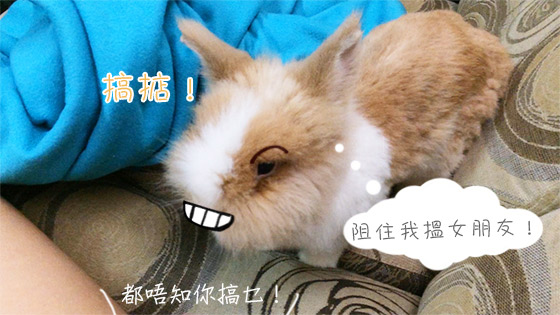 兔在2902的日子：唔容許有任何嘢阻隔
