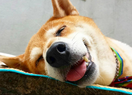 去上環同Chok爆柴犬影相