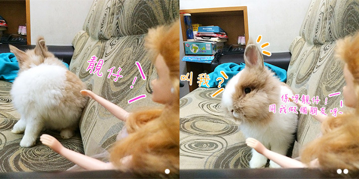 兔在2902的日子：遇上金髮美女