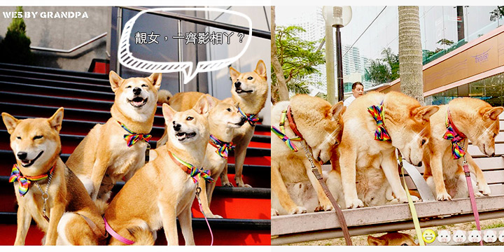 去上環同Chok爆柴犬影相