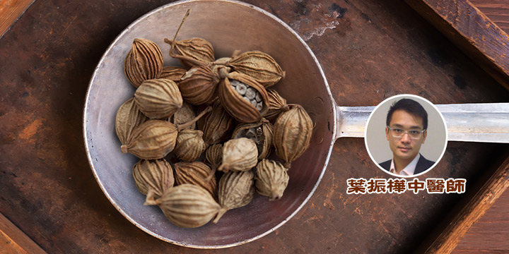 煲靚湯：酷暑將逝砂仁醒胃
