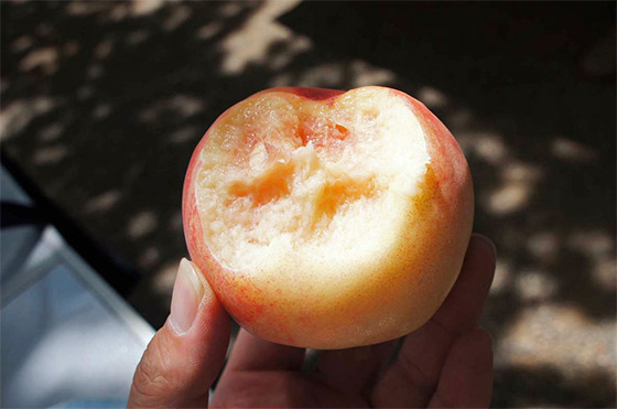 日本桃連皮食更美顏