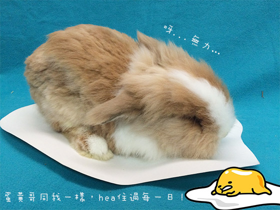 兔在2902的日子：我同佢好似吖，點解唔愛我！
