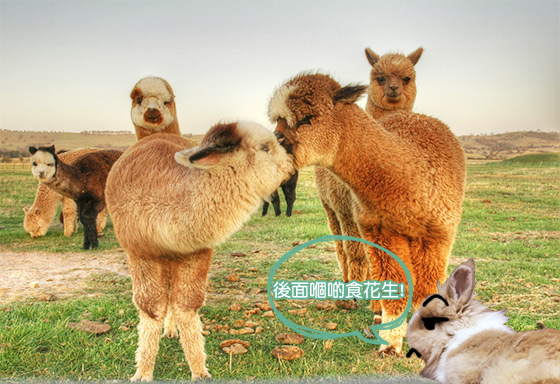 吻　要來硬的才夠激情啊！