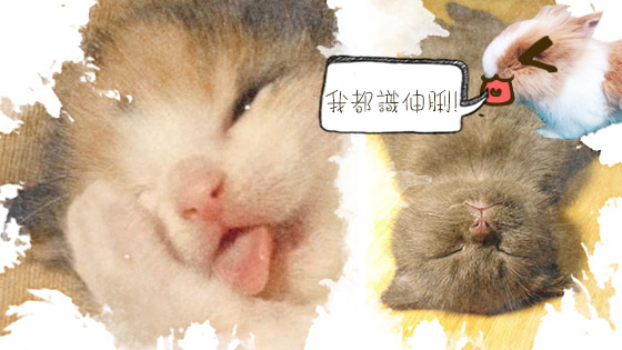 爛瞓喵星人