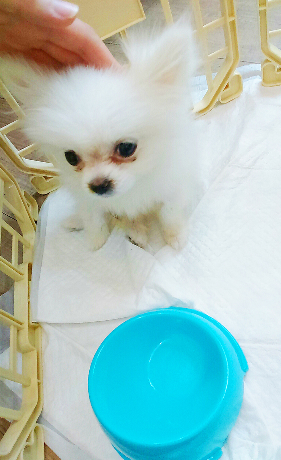 窮富絲絲在韓記：專玩小小狗cafe好貼心