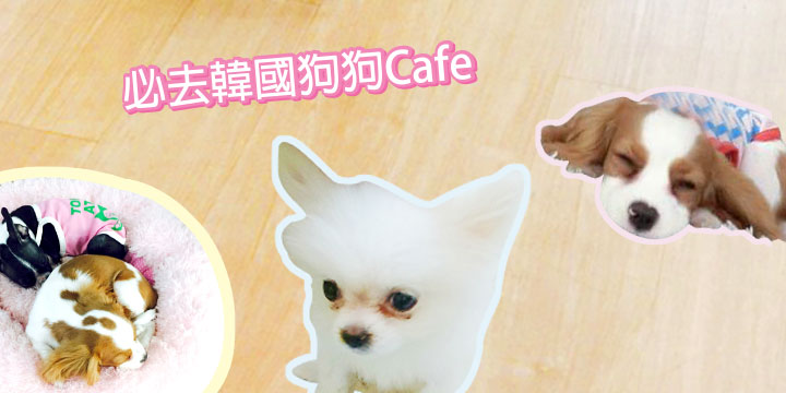 窮富絲絲在韓記：專玩小小狗cafe好貼心