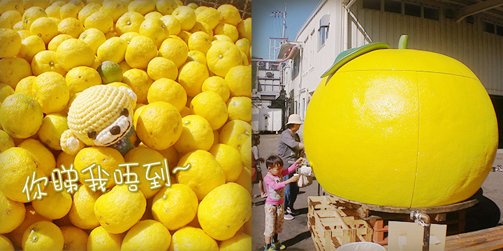 菠蘿釘hea四國：瞓身柚子堆　任摘任榨