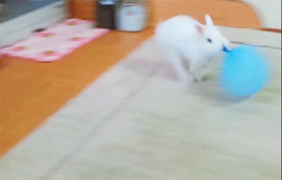 原來動物都好鍾意打波，超搞笑:)