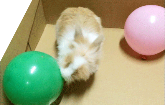 原來動物都好鍾意打波，超搞笑:)